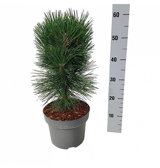 Pinus nigra Pyramidalis C4 Lit. 40-50 cm