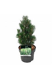 Pinus nigra Richard C4 Lit. 25-30 cm