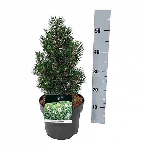 Pinus nigra Richard C4 Lit. 25-30 cm