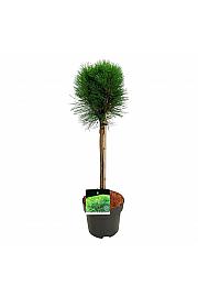 Pinus nigra Summer Breeze C4 Lit. Na steblu 40 cm