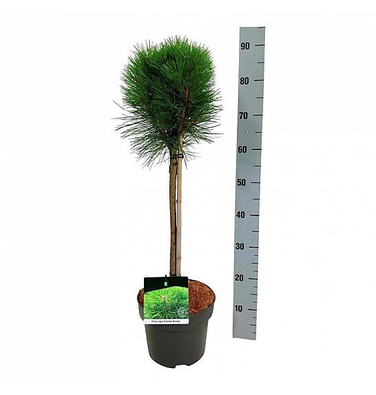 Pinus nigra Summer Breeze C4 Lit. Na steblu 40 cm