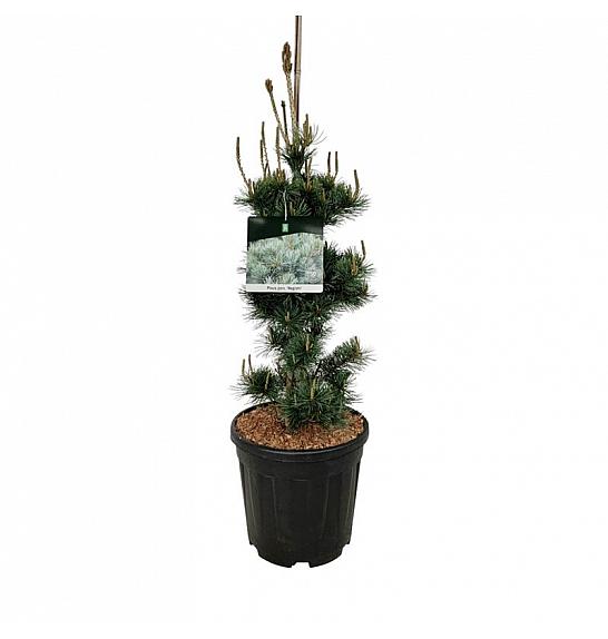 Pinus parviflora Negishi C15 Lit. 60-80 cm