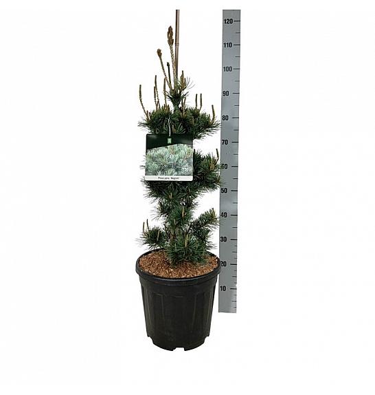 Pinus parviflora Negishi C15 Lit. 60-80 cm