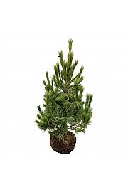 Pinus peuce bala 100-125 cm extra