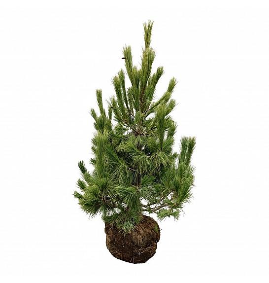 Pinus peuce bala 100-125 cm extra