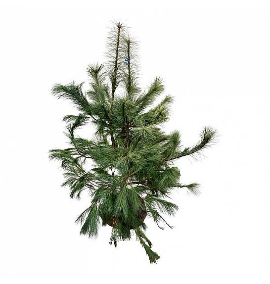 Pinus strobus bala 125-150 cm extra