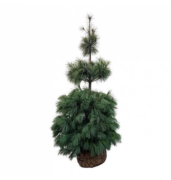 Pinus strobus bala 175-200 cm extra