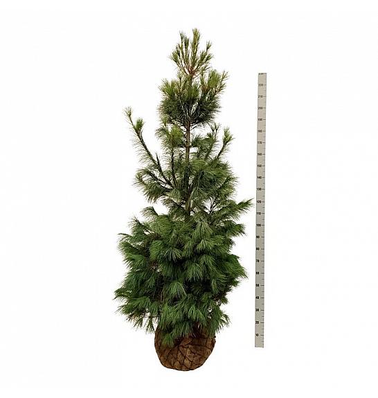 Pinus strobus bala 200-225 cm extra