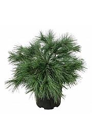 Pinus strobus Blue Shag C15 Lit. 50-60 cm