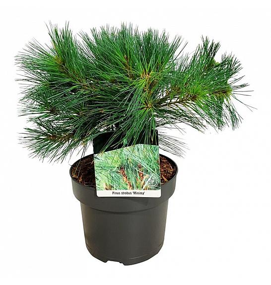 Pinus strobus Minima C4 Lit. 25-30 cm