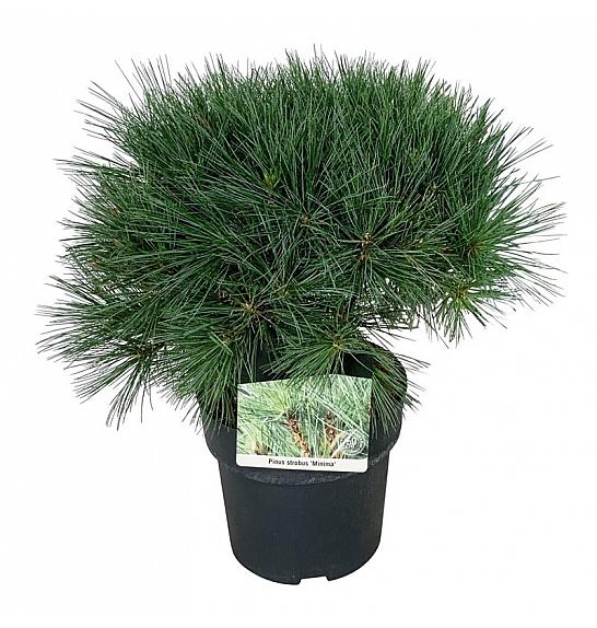 Pinus strobus Minima C4 Lit. 30-40 cm
