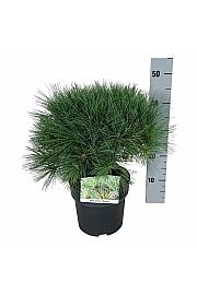 Pinus strobus Minima C4 Lit. 30-40 cm