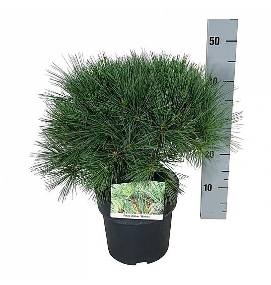 Pinus strobus Minima C4 Lit. 30-40 cm