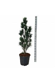 Pinus strobus Stowe Pillar C30 Lit. 100-125 cm extra
