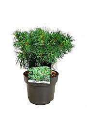 Pinus strobus Tiny Kurls C4 Lit. 25-30 cm