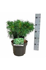 Pinus strobus Tiny Kurls C4 Lit. 25-30 cm