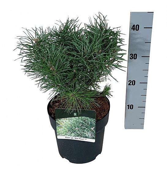 Pinus sylvestris Blue Pearl ® C4 Lit. 20-25 cm