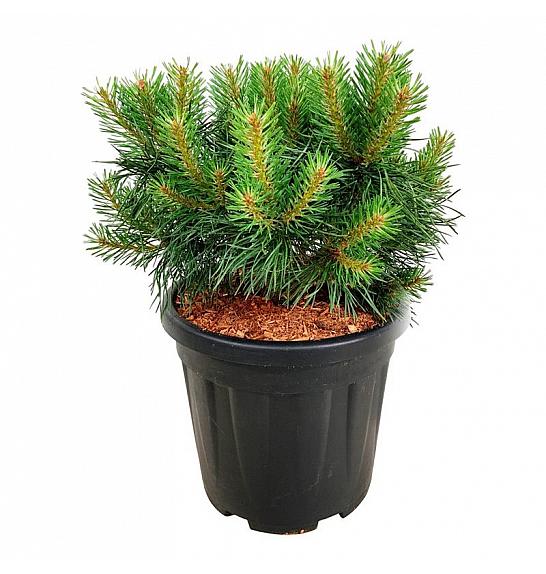 Pinus sylvestris Blue Pearl ® C15 Lit. 30-40 cm