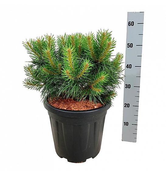 Pinus sylvestris Blue Pearl ® C15 Lit. 30-40 cm