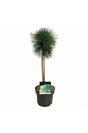 Pinus sylvestris Blue Pearl ® C5 Lit. Na steblu 40 cm