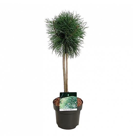 Pinus sylvestris Blue Pearl ® C5 Lit. Na steblu 40 cm
