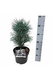 Pinus sylvestris Fastigiata C4 Lit. 30-40 cm