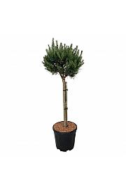 Pinus sylvestris Nana C15 Lit. Na steblu 70 cm; Krošnja 40/50 cm