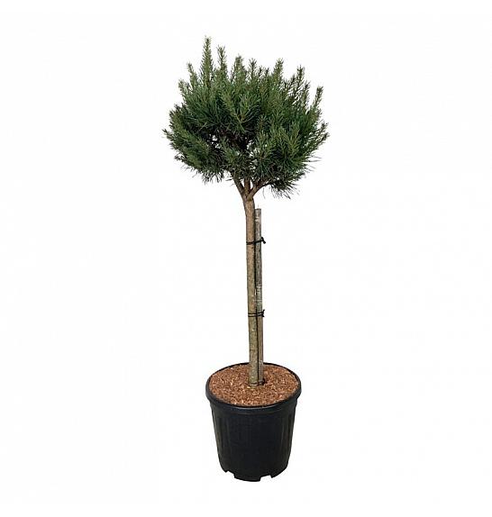 Pinus sylvestris Nana C15 Lit. Na steblu 70 cm; Krošnja 40/50 cm
