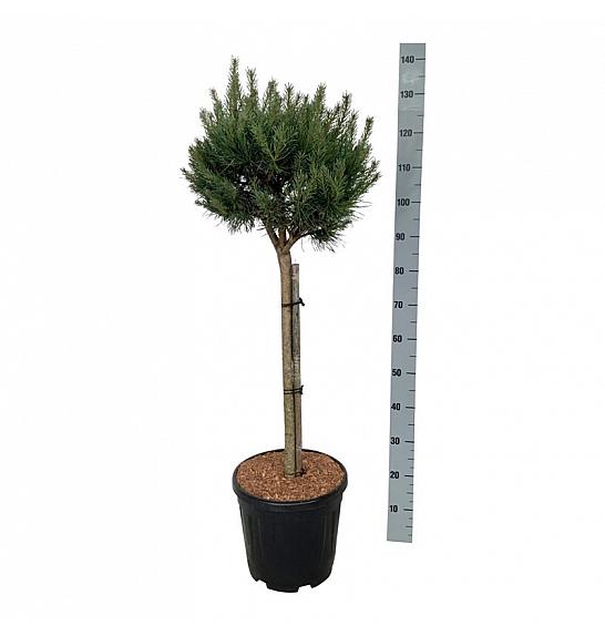 Pinus sylvestris Nana C15 Lit. Na steblu 70 cm; Krošnja 40/50 cm