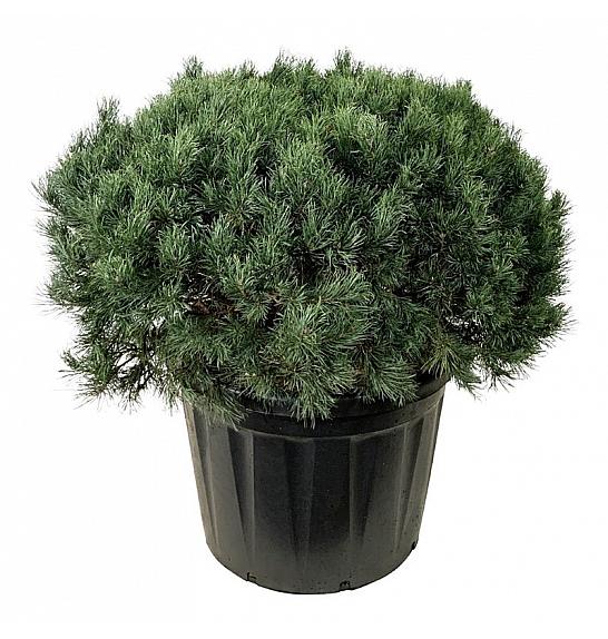 Pinus sylvestris Watereri C180 Lit. 100-125 cm; Soliter