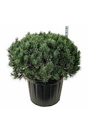 Pinus sylvestris Watereri C180 Lit. 100-125 cm; Soliter