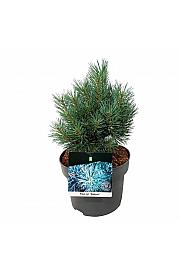 Pinus sylvestris Watereri C4 Lit. 20-25 cm
