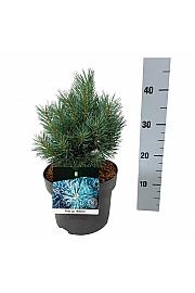 Pinus sylvestris Watereri C4 Lit. 20-25 cm