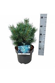 Pinus sylvestris Watereri C4 Lit. 25-30 cm