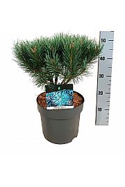 Pinus sylvestris Watereri C7,5 Lit. 25-30 cm