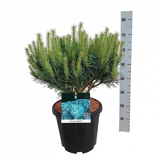 Pinus sylvestris Watereri C15 Lit. 40-50 cm