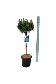 Pinus sylvestris Watereri C15 Lit. Na steblu 70 cm; Krošnja 40/50 cm