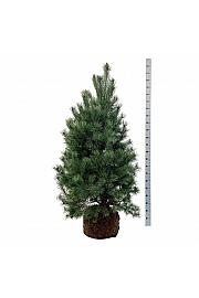 Pinus sylvestris bala 150-175 cm extra