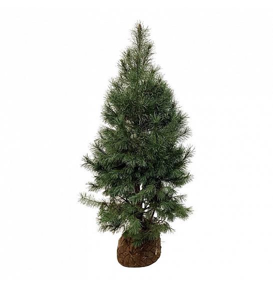 Pinus sylvestris bala 175-200 cm extra