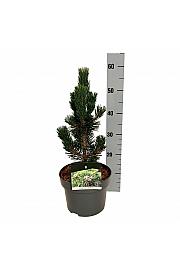 Pinus thunbergii Kotobuki C4 Lit. 30-40 cm