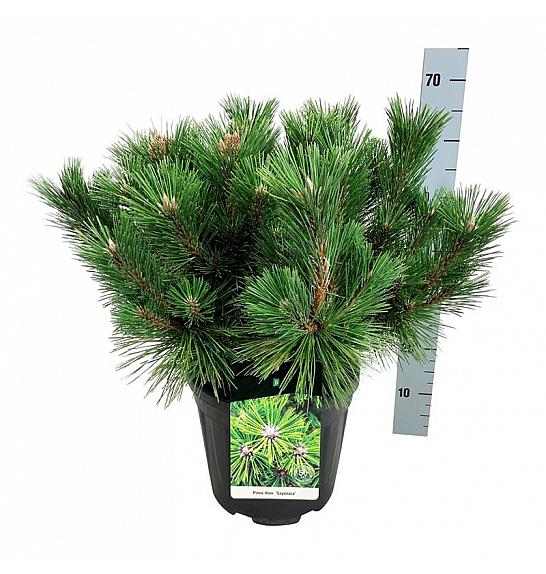 Pinus thunbergii Sayonara C15 Lit. 40-50 cm
