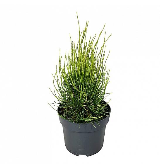 Platycladus orientalis Franky Boy C7 Lit. 30-40 cm
