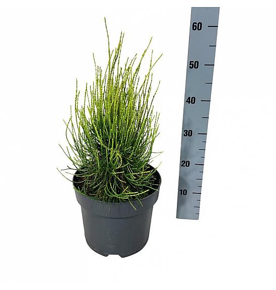 Platycladus orientalis Franky Boy C7 Lit. 30-40 cm