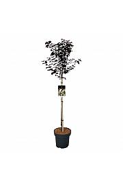 Prunus cerasifera Nigra C15 Lit. Na steblu 90 cm