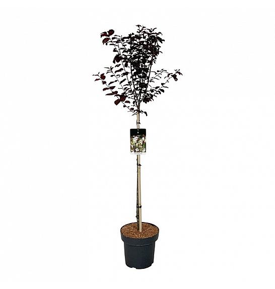 Prunus cerasifera Nigra C15 Lit. Na steblu 90 cm