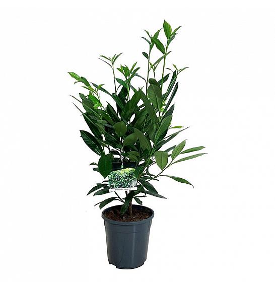 Prunus laurocerasus Caucasica C7 Lit. 60-80 cm