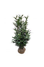 Prunus laurocerasus Elly bala 125-150 cm