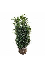 Prunus laurocerasus Genolia ® bala 125-150 cm extra