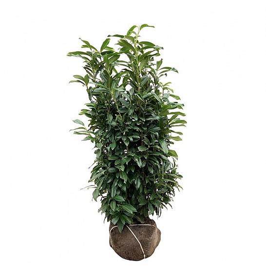 Prunus laurocerasus Genolia ® bala 125-150 cm extra