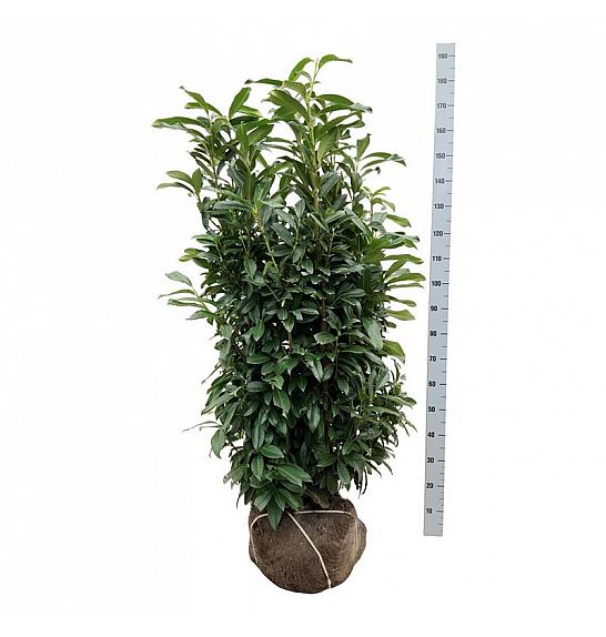 Prunus laurocerasus Genolia ® bala 125-150 cm extra